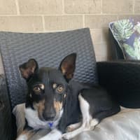 Photo of Zorro   7 Year Old Fox Terrier