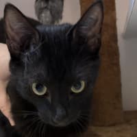 Photo of Shadow