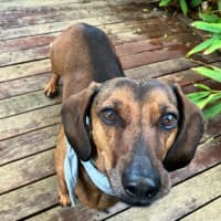 Photo of Frankie Silvanus