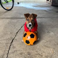 Photo of Bandit