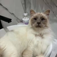 Photo of Aslan
