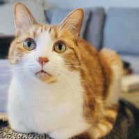 Photo of Gingie   Located In Cremorne