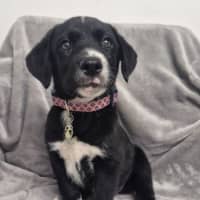 Photo of D1263 Regina