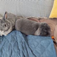 Photo of Juniper / Melon