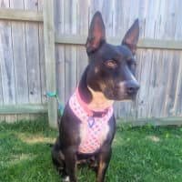 Photo of Jinx