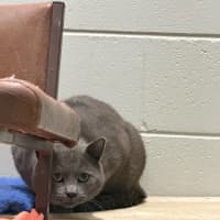 Photo of Moose
