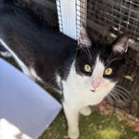 Photo of Snowball