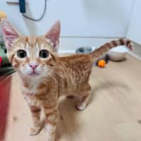 Photo of Apricot 🧡