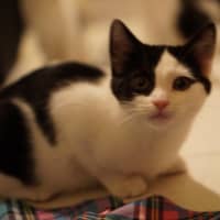 Photo of Moo Moo