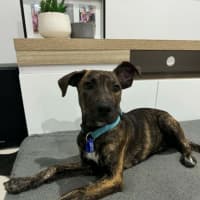 Photo of Remi   5 Month Old Bull Arab X