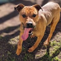 Photo of Rocco