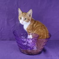 Photo of Meringue