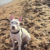 Photo of Ollie