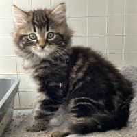 Photo of Lynx