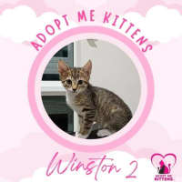 Photo of Winston 2 
