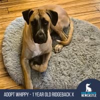 Photo of Whippy   1 Year Old Ridgeback X Great Dane