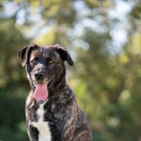 Photo of Cookie