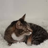 Photo of Henry