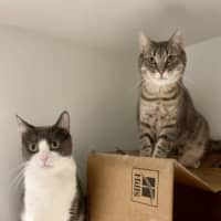 Photo of Dorian And Sterling