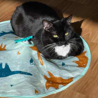 Photo of Pudding