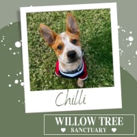 Photo of Chilli