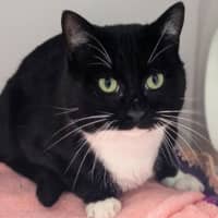 Photo of Buttercup
