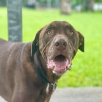 Photo of Kodiak