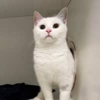 Photo of Snowy
