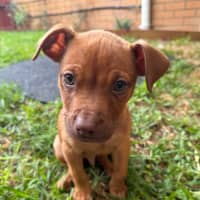 Photo of Scout