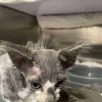 Photo of Fuzz
