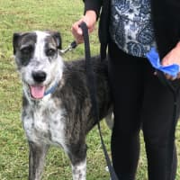 Photo of Jethro   3 Year Old Wolfhound X