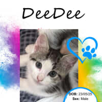 Photo of Dee Dee (D.D)