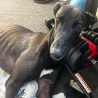 Photo of Vince, The Greyhound