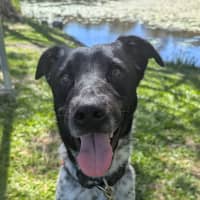 Photo of Pebbles