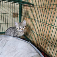 Photo of Luke, Lucy, Luca, Lily And Levi 