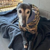 Photo of Lucy Lou The Greyhound