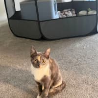 Photo of Luna