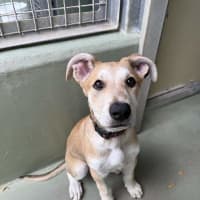 Photo of Daisy