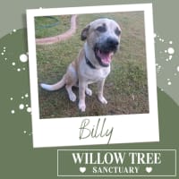 Photo of Billy