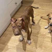 Photo of Sassy   4 Month Old American Staffy X