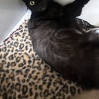 Photo of Hazel