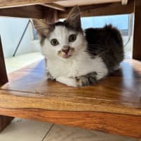 Photo of Squishmellow