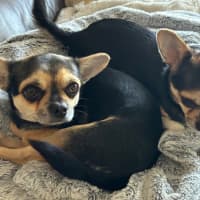 Photo of Apple & Orange