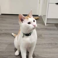 Photo of Cherry   In Foster In Ivanhoe