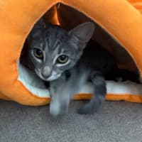 Photo of Raven **2nd Chance Cat Rescue**