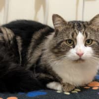 Photo of Cosmo