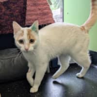 Photo of Marmalade