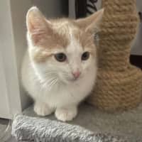 Photo of Ozzie**2nd Chance Cat Rescue** (Elliot)