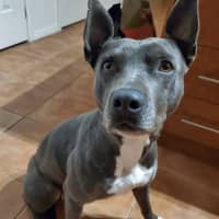 Photo of Lily
