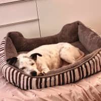 Photo of Clancy   10 Year Old Mixed Breed